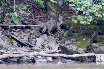 European wildcat (Felis silvestris silvestris) standing on rocky riverbank, striped fur, bushy tail, alert posture, natural habitat, wild nature, detailed close-up, peaceful wildlife scene.