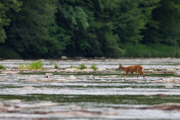 Roe deer (Capreolus capreolus) walking across shallow river, cautious movement, natural habitat, wild nature, peaceful wildlife scene, soft light, forest background, summer day.
