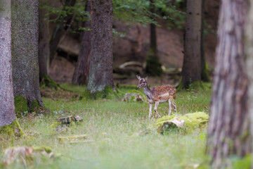 Fallow deer (Dama dama) standing in forest clearing, alert posture, spotted fur, slender body, natural habitat, wild nature, peaceful wildlife scene, mossy trunks, soft light, summer day.