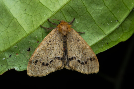 Macro image nature and unique moth of Sabah, Borneo