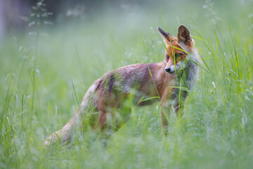 Red fox (Vulpes vulpes) standing alert in tall green grass,  soft light,  natural habitat, wild nature, peaceful wildlife scene, blurred background.