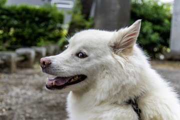A white Japanese mixed-breed dog-33