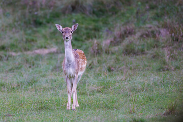 Fallow deer (Dama dama) standing alert in green meadow, slender body, spotted fur, large ears, natural habitat, wild nature, peaceful wildlife scene, soft light, close-up, summer day.