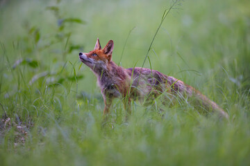 Red fox (Vulpes vulpes) standing alert in tall green grass,  soft light,  natural habitat, wild nature, peaceful wildlife scene, blurred background.