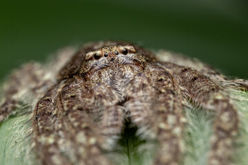 Huntsman spider resting on vibrant green leaf in rainforest habitat