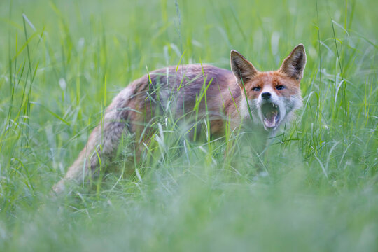 Red fox (Vulpes vulpes) standing alert in tall green grass, soft light, natural habitat, wild nature, peaceful wildlife scene, blurred background.