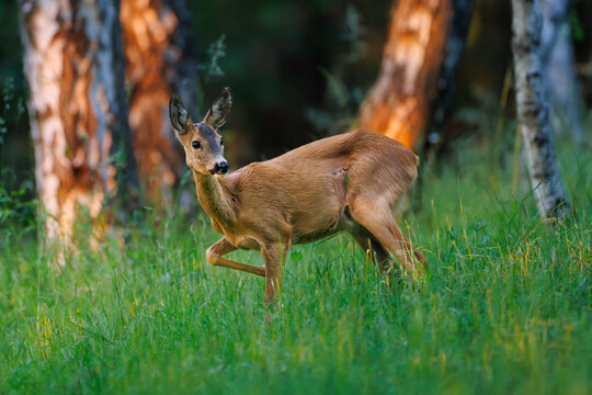 Roe deer (Capreolus capreolus) in tall green grass, warm evening light, forest background, alert posture, detailed fur, natural habitat, wild nature, peaceful wildlife scene.