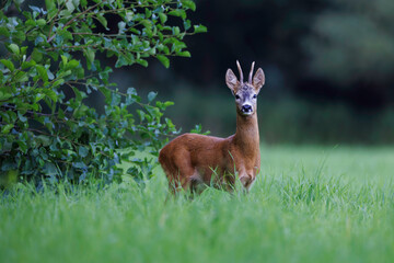 Roe deer buck (Capreolus capreolus) standing alert in green meadow, small antlers, detailed fur, natural habitat, wild nature, peaceful wildlife scene, soft light, close-up.