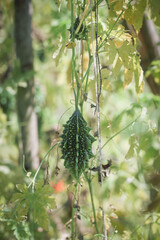 small bitter gourd or bitter melon,momordica charantia on vine plant also known as dwarf variety bitter gourd	
