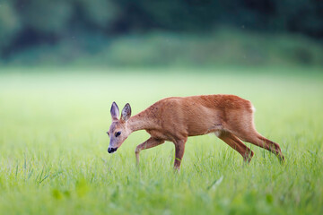 Roe deer (Capreolus capreolus) walking cautiously through green meadow, natural habitat, wild nature, peaceful wildlife scene, close-up.