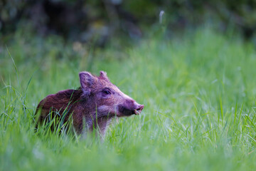 Wild boar piglet (Sus scrofa) standing alert in lush green grass, curious expression, soft light, natural habitat, wild nature, peaceful wildlife scene, close-up, spring meadow, detailed fur.