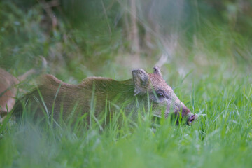 Wild boar piglet (Sus scrofa) standing alert in lush green grass, curious expression, soft light, natural habitat, wild nature, peaceful wildlife scene, close-up, spring meadow, detailed fur.