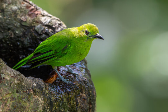 Green chloropsis drinking water on tree trunk