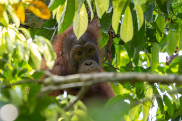Young orangutan relaxing on tree branch in lush rainforest