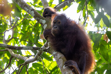 Young orangutan relaxing on tree branch in lush rainforest
