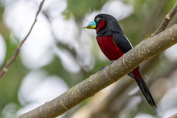 Fototapeta premium Black-and-red broadbill perched on branch in vibrant foliage