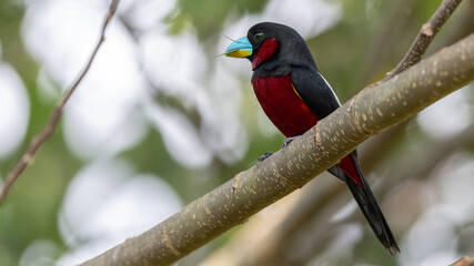 Black-and-red broadbill perched on branch in vibrant foliage