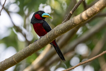 Black-and-red broadbill perched on branch in vibrant foliage