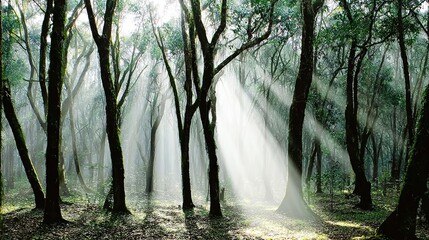 camphor. Sunlight filtering through a forest of camphor trees with visible light rays. travel magazines, destination branding, designed for travel destination branding, used by logistics managers.