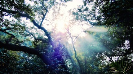 camphor. Sunlight filtering through a forest of camphor trees with visible light rays. travel magazines, destination branding, designed for travel destination branding, used by logistics managers.