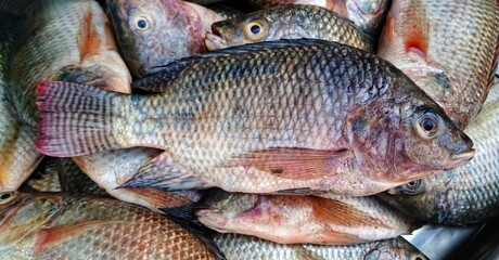 selective image of Fresh tilapia fish displayed for sale at a local seafood market. Multiple Nile tilapia arranged on stall showing natural color, scales, and texture. Concept of fresh seafood