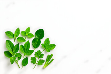 Fresh green cooking herbs flat lay with basil mint lime leaves and cilantro