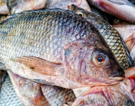 selective image of Fresh tilapia fish displayed for sale at a local seafood market. Multiple Nile tilapia arranged on stall showing natural color, scales, and texture. Concept of fresh seafood