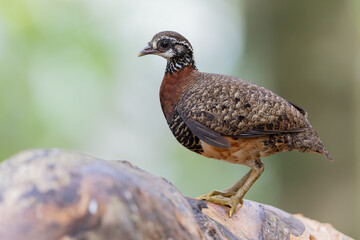 Obraz premium Sabah partridge standing on a fallen tree trunk