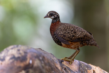 Sabah partridge standing on a fallen tree trunk
