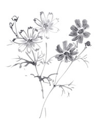 水墨で描いた２色のコスモス