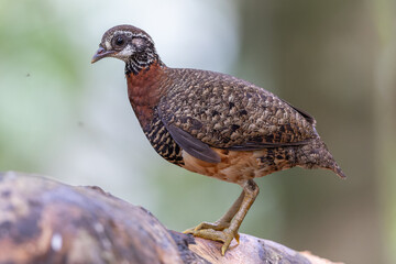 Sabah partridge standing on a fallen tree trunk