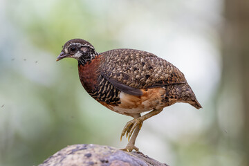 Sabah partridge standing on a fallen tree trunk