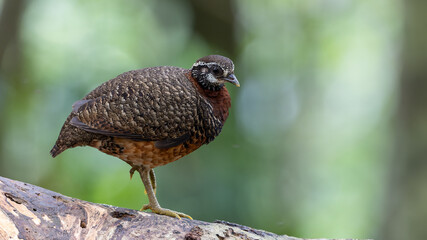 Sabah partridge standing on a fallen tree trunk