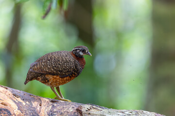 Sabah partridge standing on a fallen tree trunk