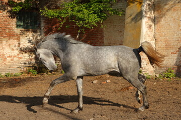 Portrait of a gray adult  Pure Spanish Horse, Andalusian