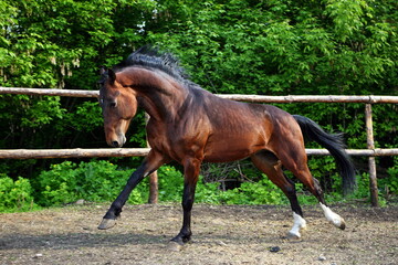 Beautiful bay horse running on the stud farm 