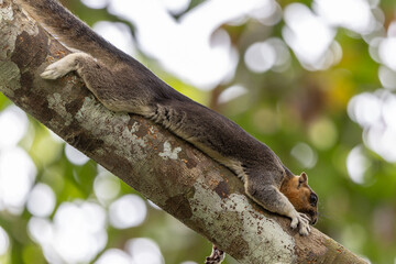 Cream-Colored Giant Squirrel moving on a tree branch, searching for food in lush green canopy