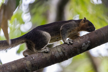 Cream-Colored Giant Squirrel moving on a tree branch, searching for food in lush green canopy