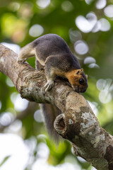 Cream-Colored Giant Squirrel moving on a tree branch, searching for food in lush green canopy