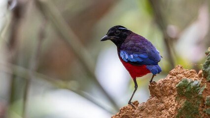 Beautiful Black Crowned Pitta is one of the endemic species that is found in Borneo