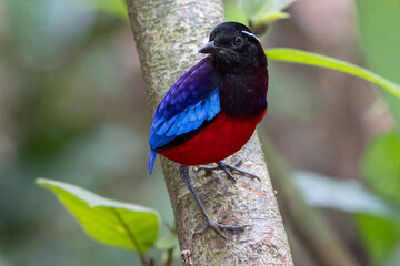 Beautiful Black Crowned Pitta is one of the endemic species that is found in Borneo