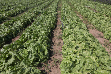 rows of cabbage in garden