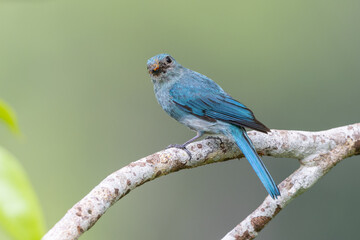 Verditer flycatcher perched on branch holding insect in beak