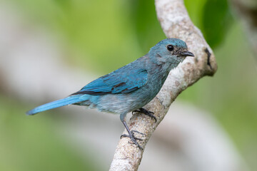 Verditer flycatcher perched on branch holding insect in beak