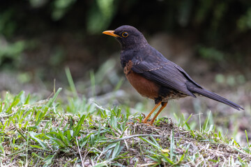 Bornean Island thrush standing on grass patch