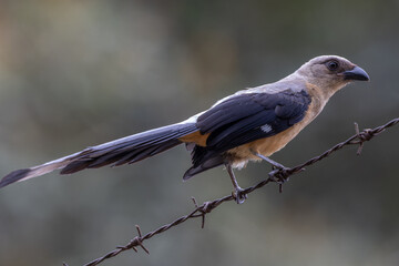 Nature wildlife image of beautiful huge bird Bornean Treepie (Dendrocitta Cinerascen) known also endemic to Borneo Island