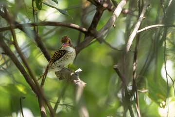 Female Banded kingfisher (Lacedo pulchella) perching on tree branch