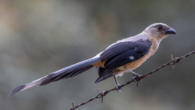 Nature wildlife image of beautiful huge bird Bornean Treepie (Dendrocitta Cinerascen) known also endemic to Borneo Island