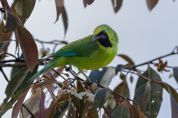 Bornean leafbird displaying its vibrant plumage while perched on a branch