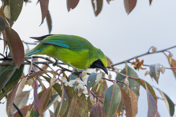 Bornean leafbird displaying its vibrant plumage while perched on a branch